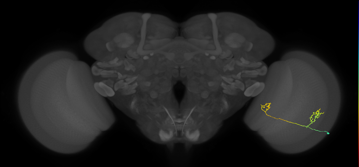 Tm33_R (MaleCNS:72382)