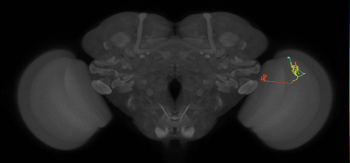 Tm33_R (MaleCNS:88759)