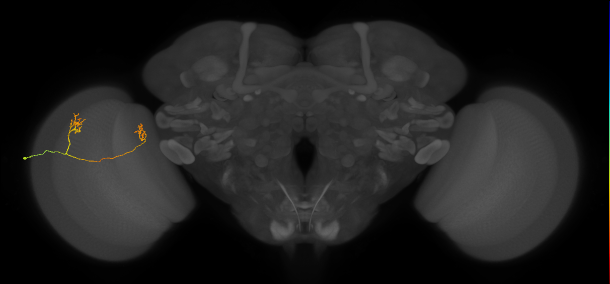 Tm33_L (MaleCNS:543007)