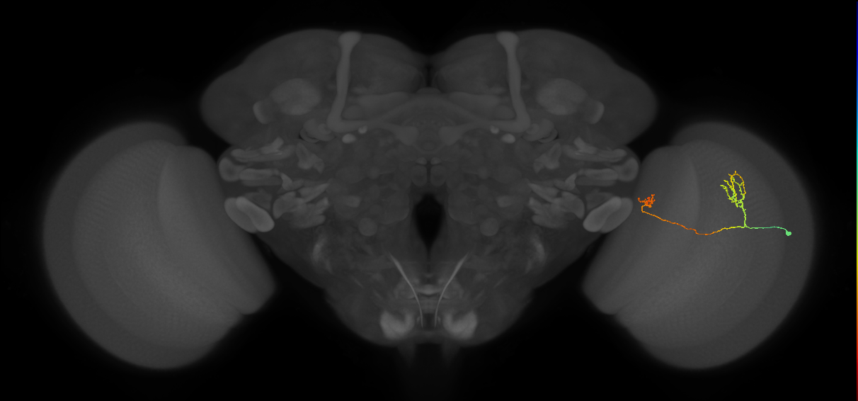 Tm33_R (MaleCNS:82616)