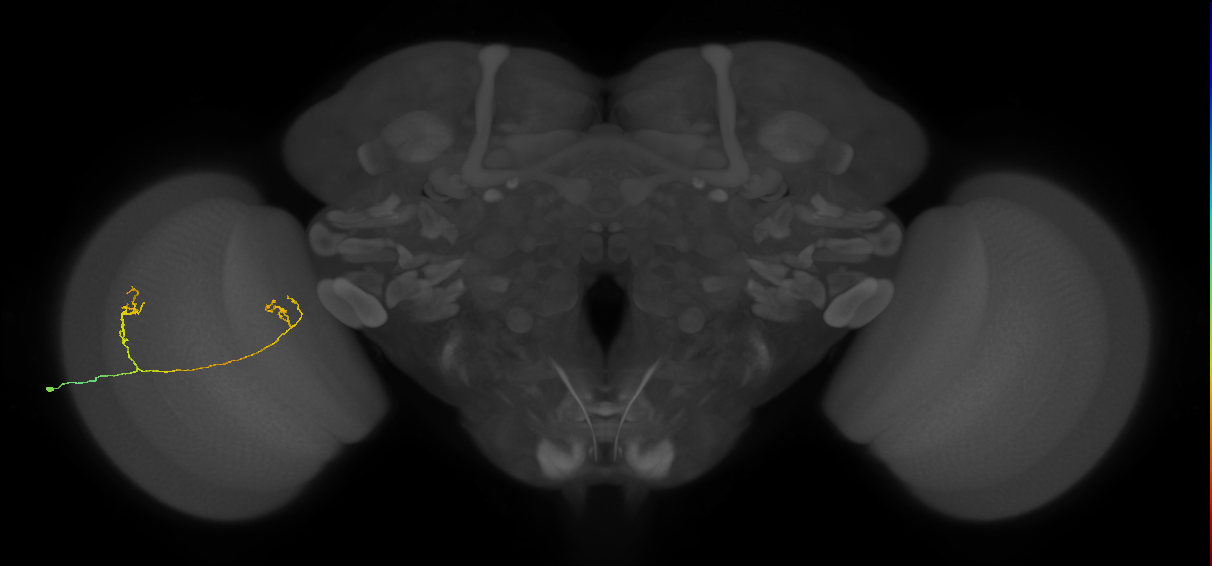 Tm33_L (MaleCNS:143936)