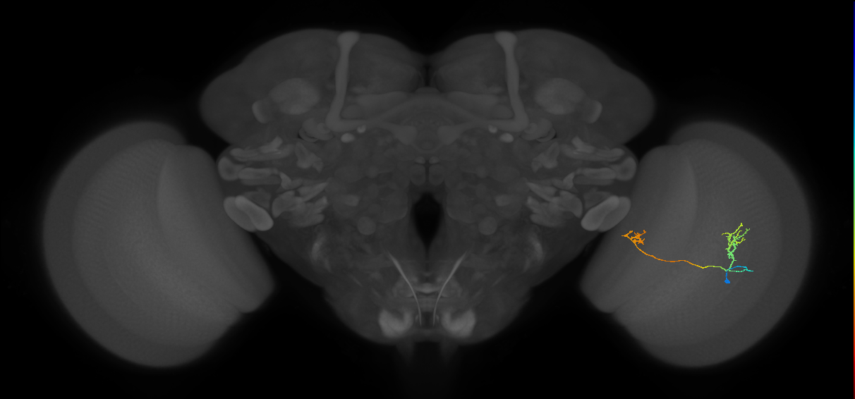 Tm33_R (MaleCNS:96889)