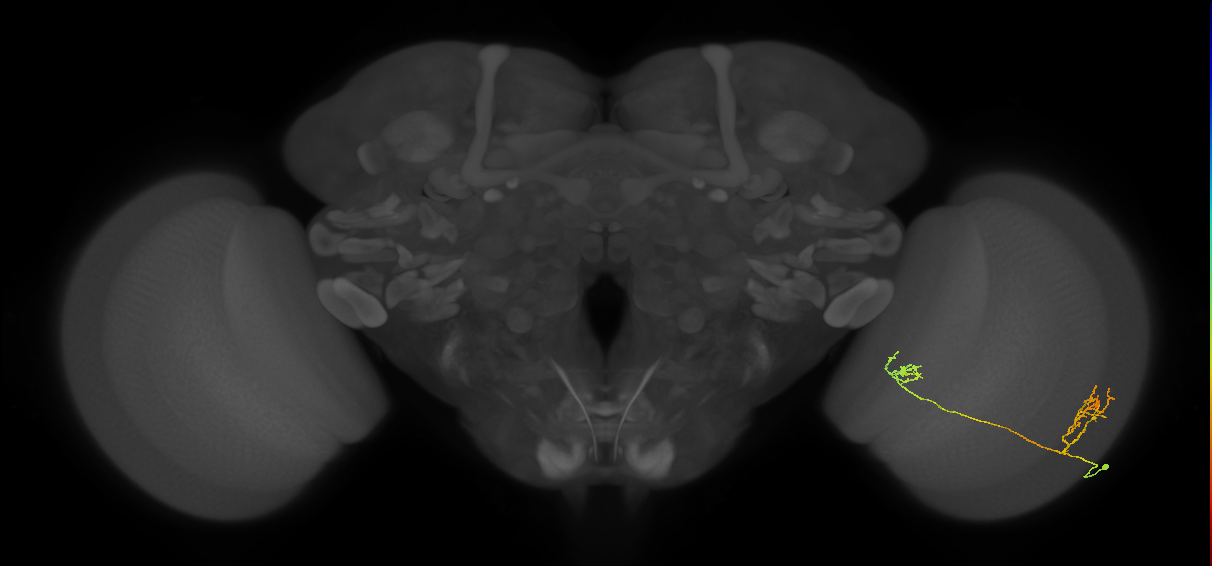 Tm33_R (MaleCNS:60792)