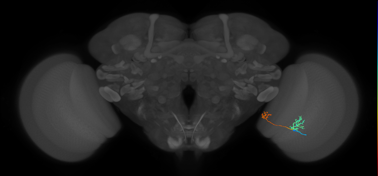Tm33_R (MaleCNS:79290)