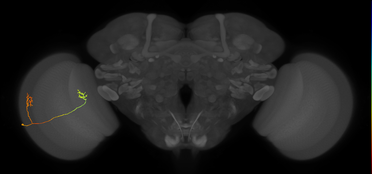 Tm33_L (MaleCNS:537097)
