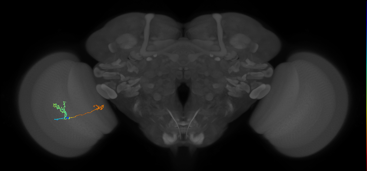 Tm33_L (MaleCNS:57371)