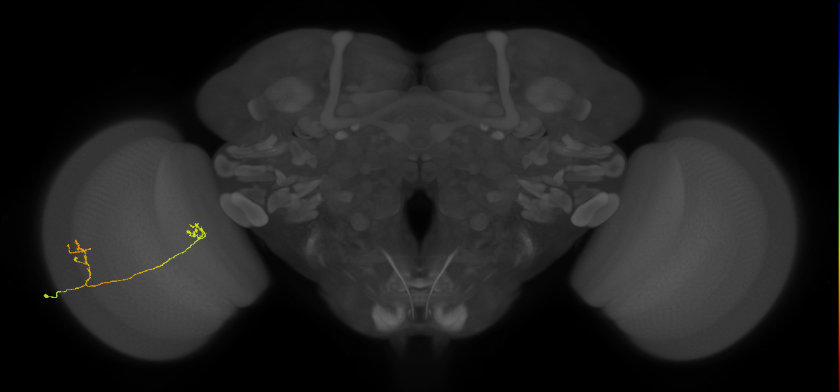 Tm33_L (MaleCNS:543370)