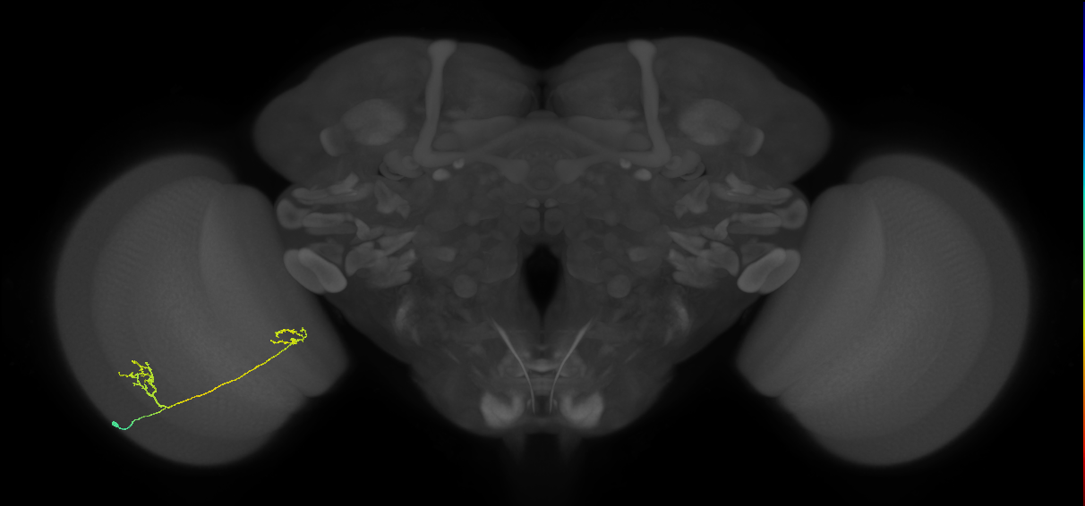 Tm33_L (MaleCNS:575876)