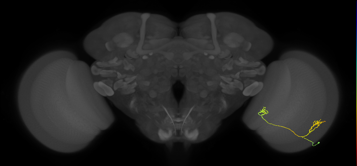 Tm33_R (MaleCNS:58032)