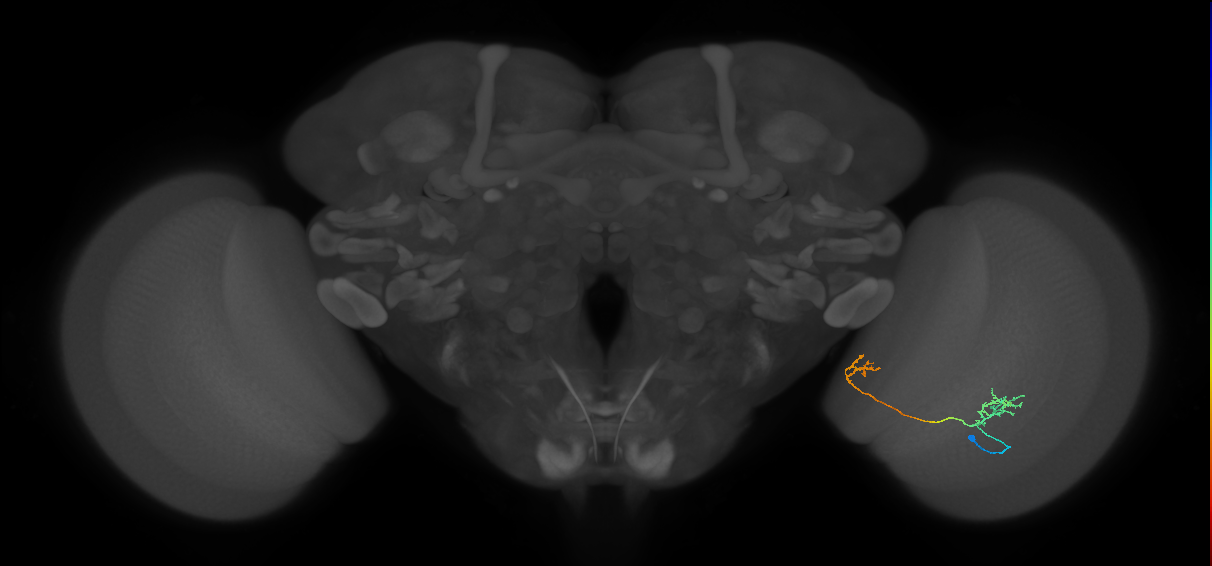 Tm33_R (MaleCNS:83669)
