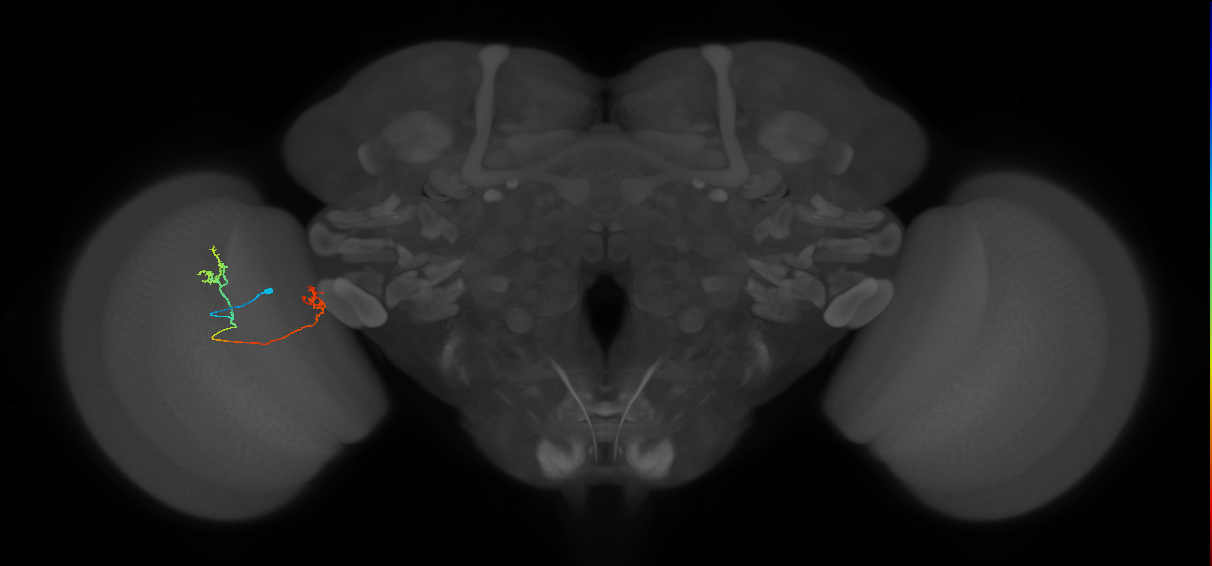 Tm33_L (MaleCNS:143050)