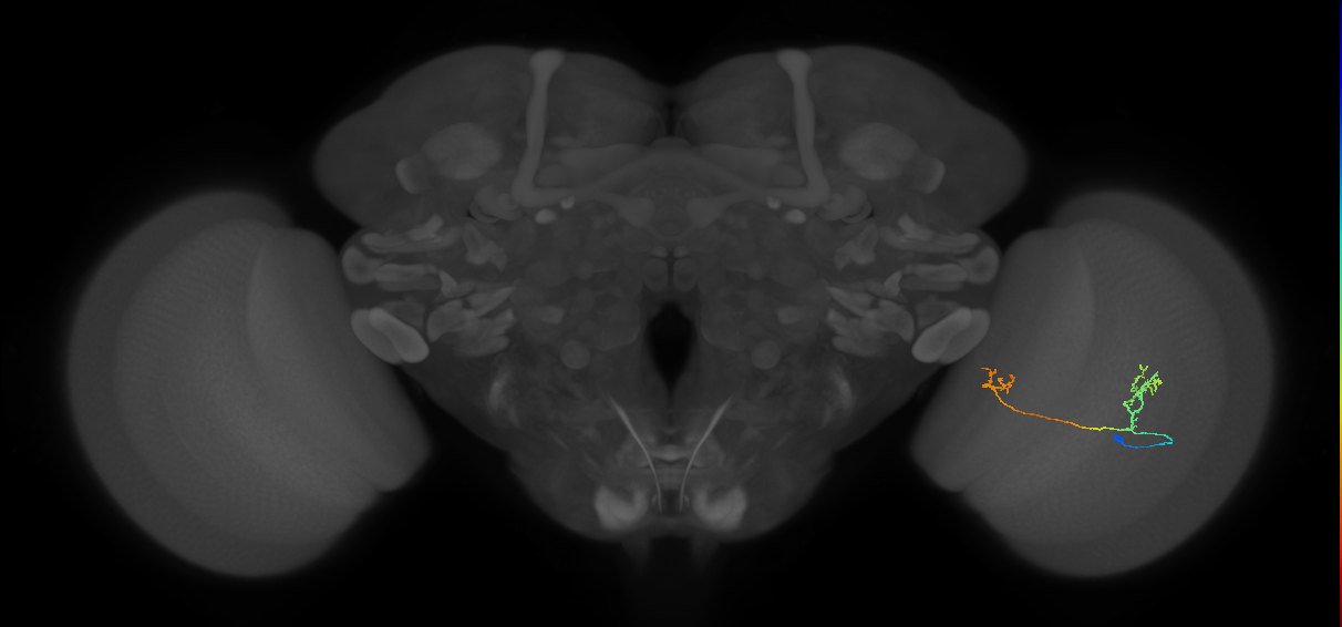 Tm33_R (MaleCNS:86819)
