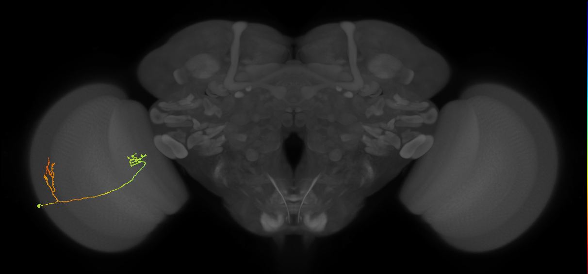 Tm33_L (MaleCNS:534074)