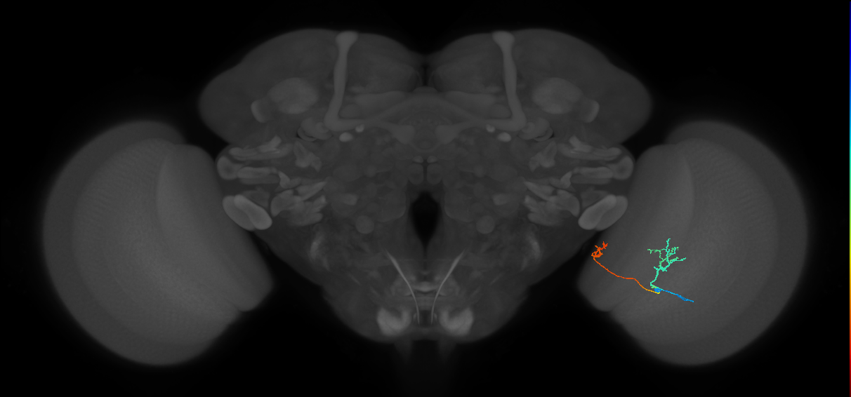 Tm33_R (MaleCNS:77251)