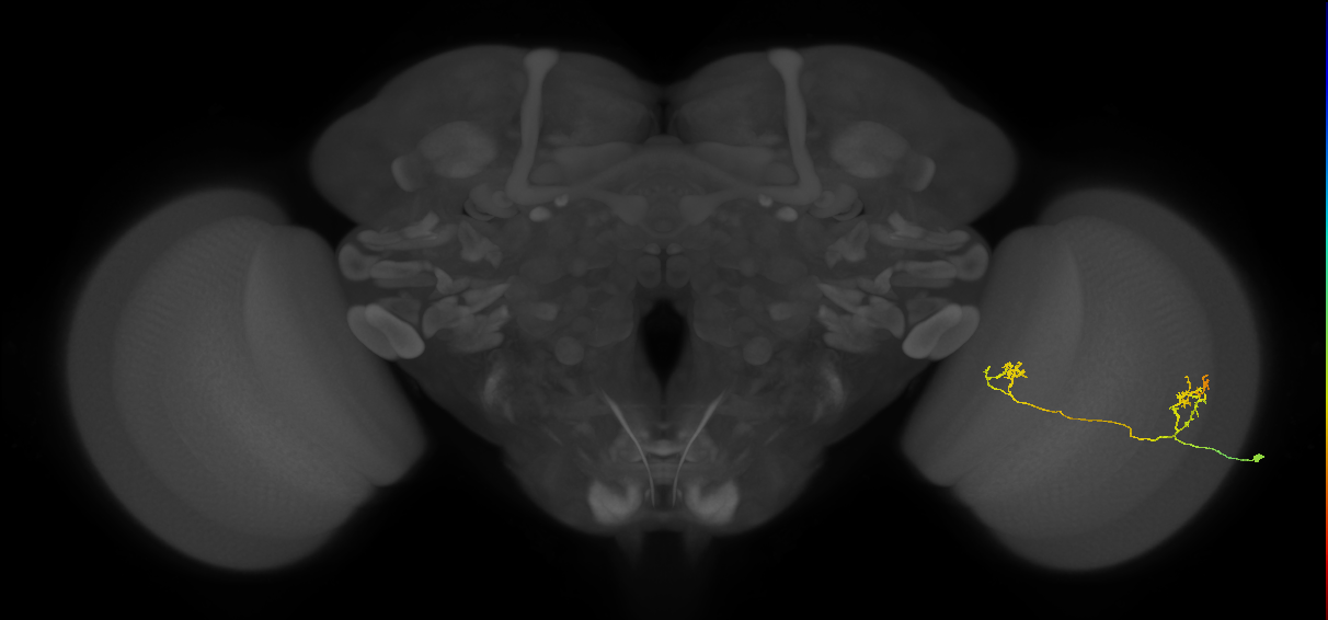 Tm33_R (MaleCNS:72630)