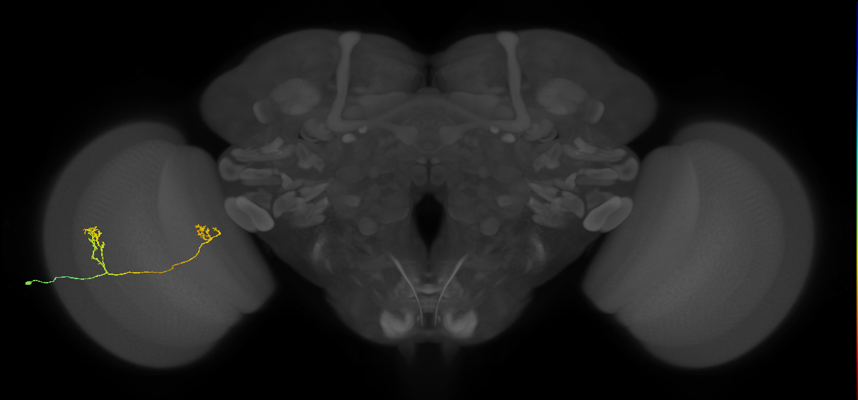 Tm33_L (MaleCNS:579975)