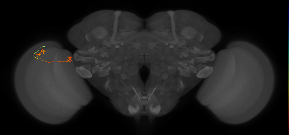 Tm33_L (MaleCNS:102381)