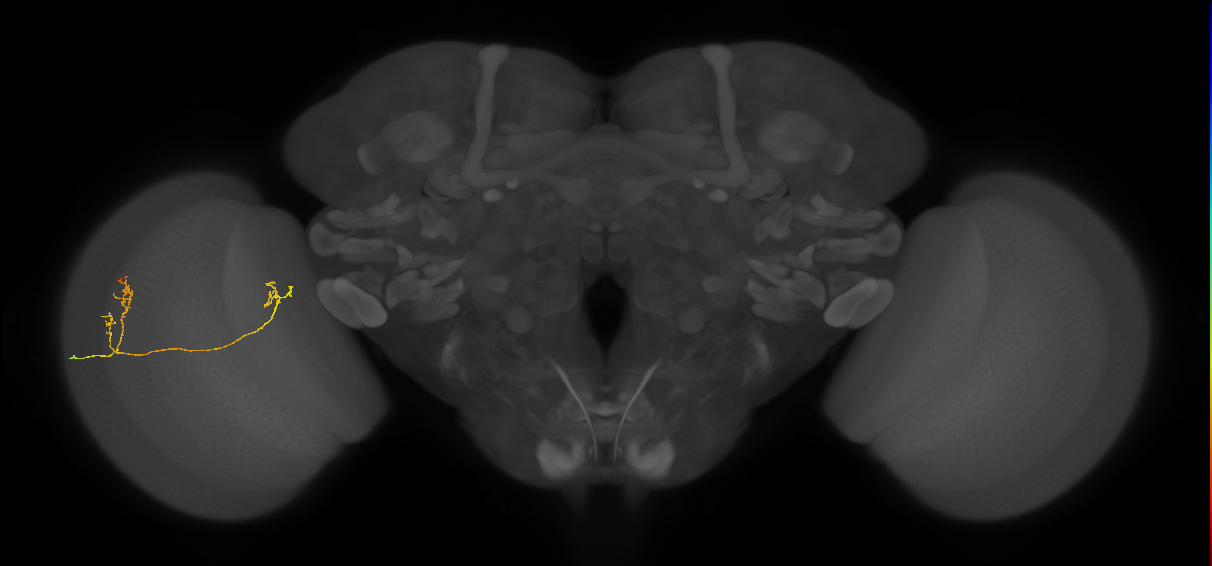 Tm33_L (MaleCNS:119975)
