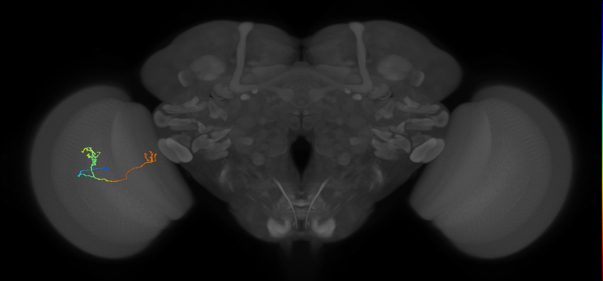 Tm33_L (MaleCNS:539359)