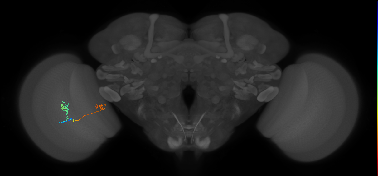 Tm33_L (MaleCNS:545023)