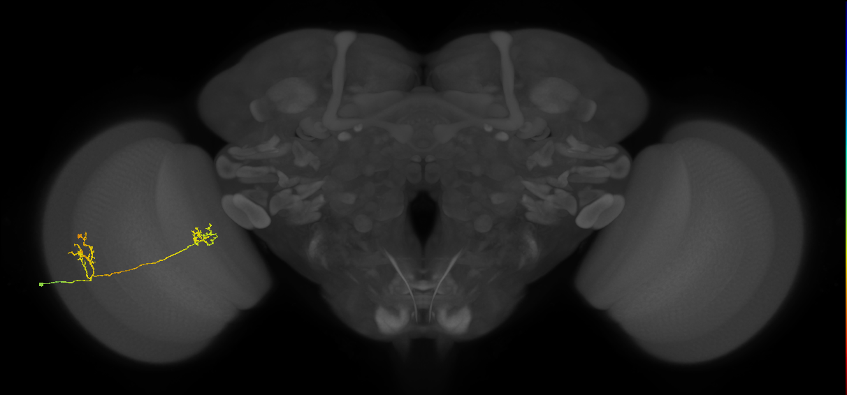 Tm33_L (MaleCNS:109427)