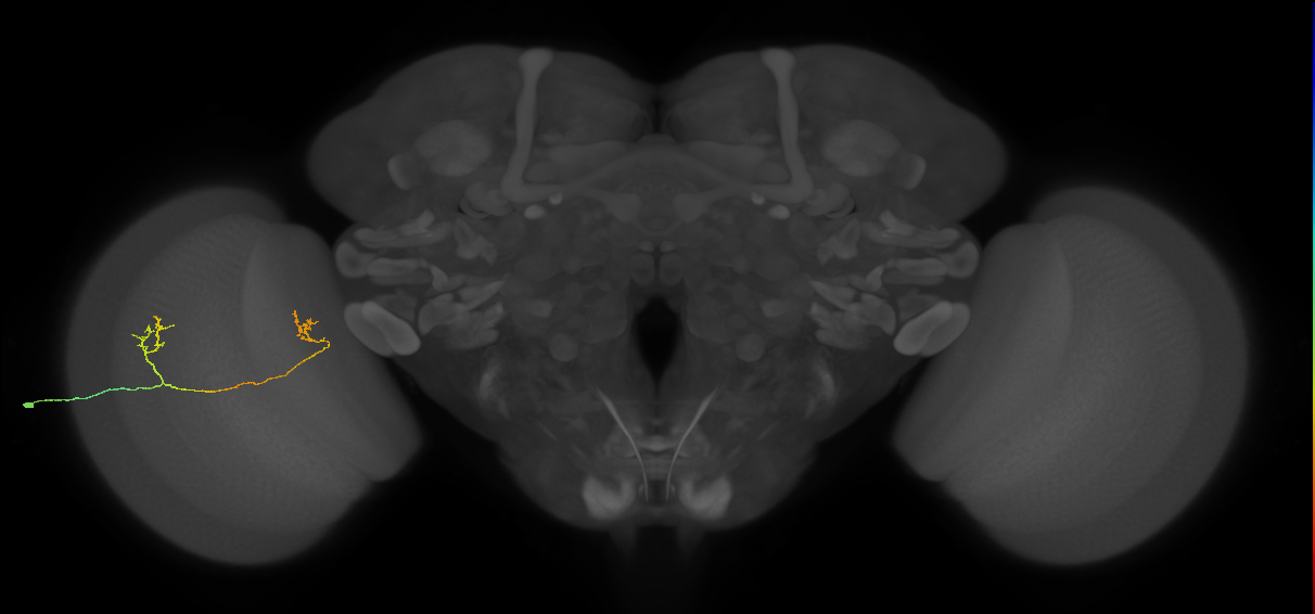 Tm33_L (MaleCNS:172154)