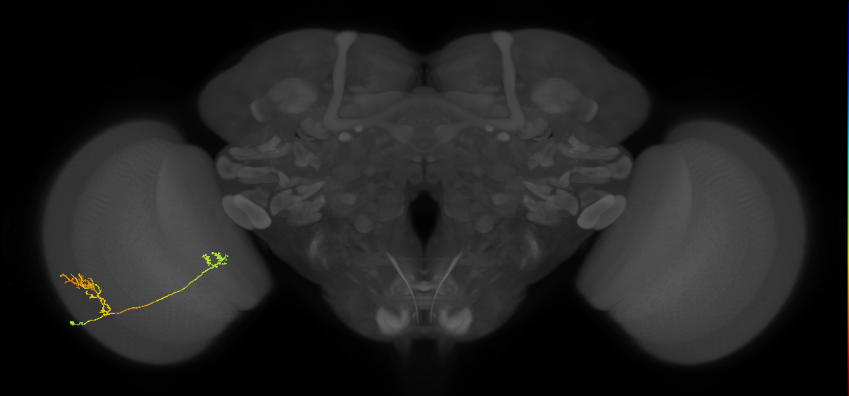 Tm33_L (MaleCNS:62234)