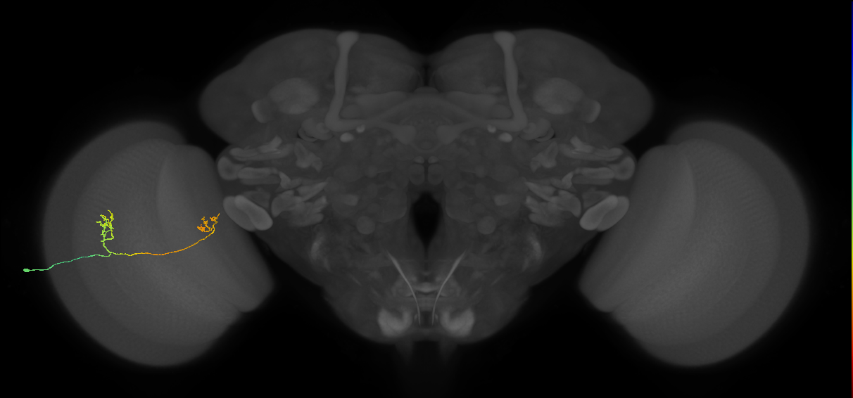 Tm33_L (MaleCNS:20830)