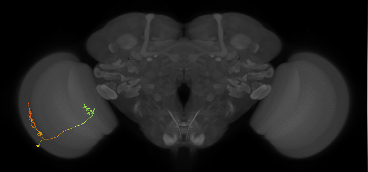 Tm33_L (MaleCNS:25239)