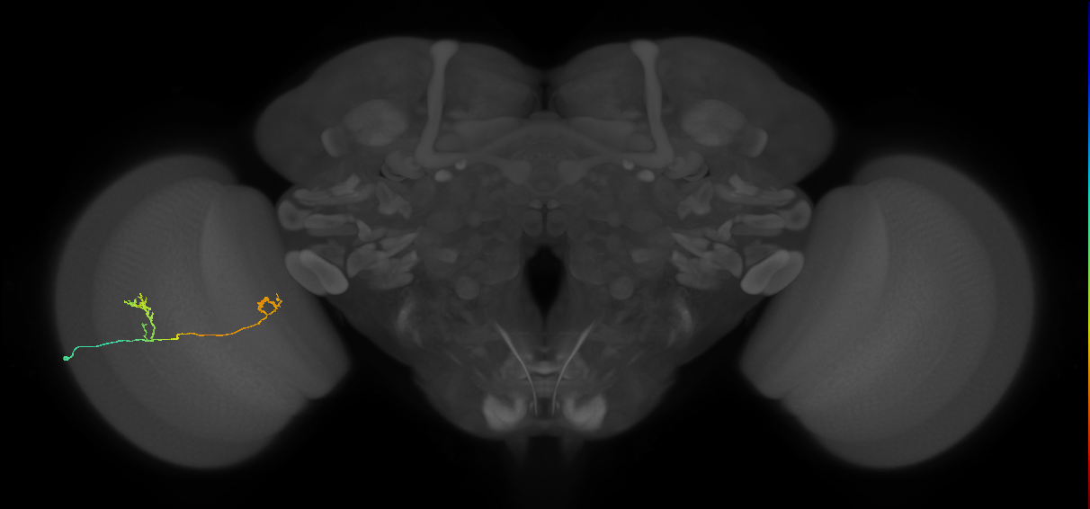 Tm33_L (MaleCNS:517968)