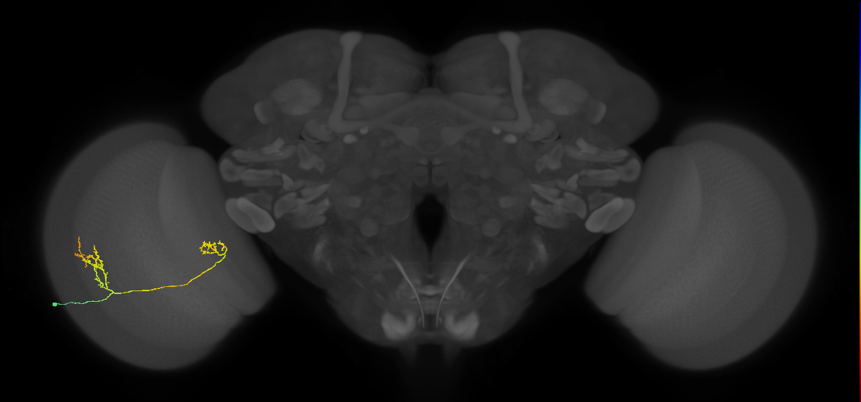 Tm33_L (MaleCNS:114173)