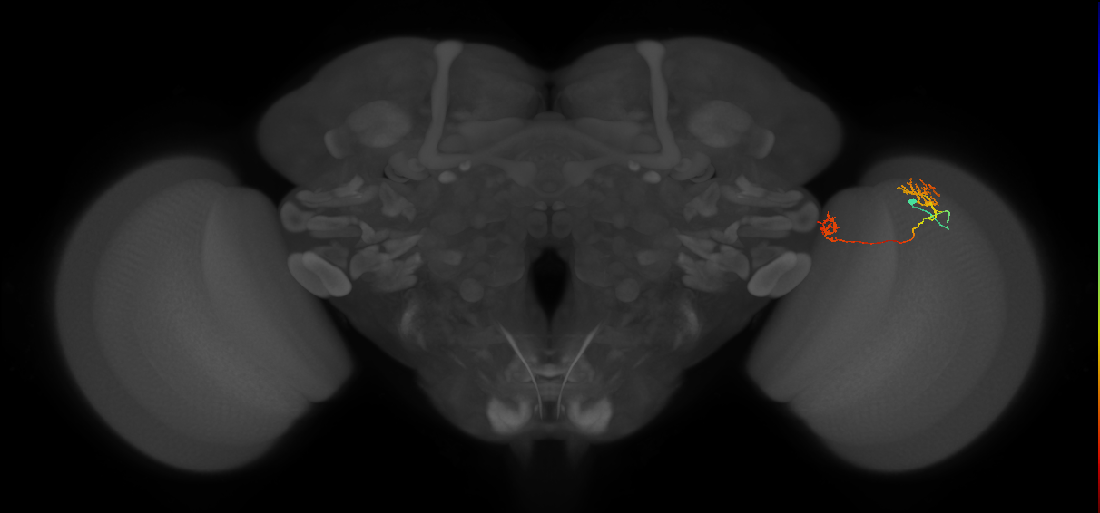 Tm33_R (MaleCNS:93304)