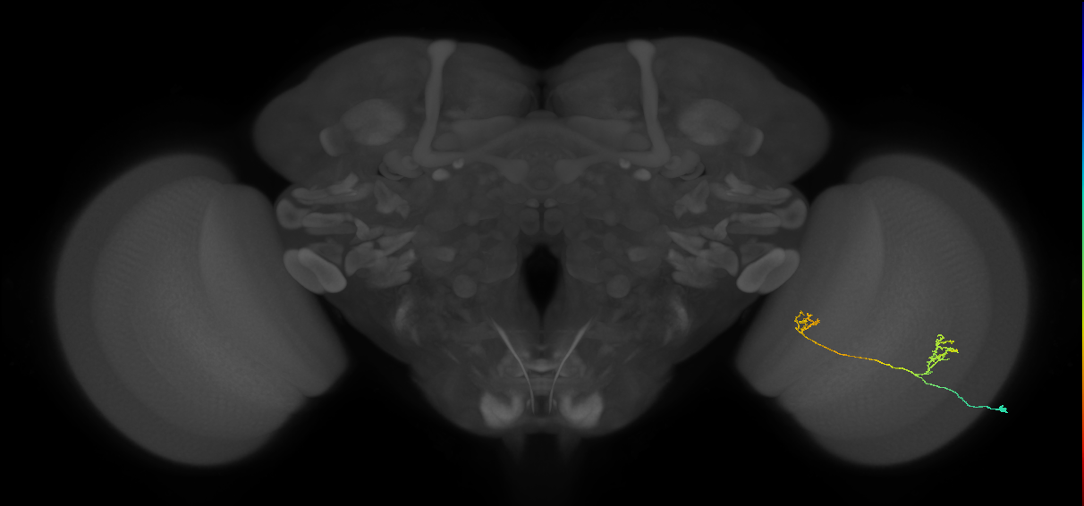 Tm33_R (MaleCNS:87548)