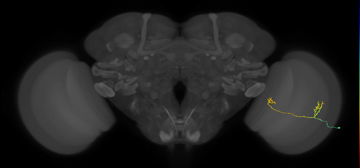 Tm33_R (MaleCNS:85476)