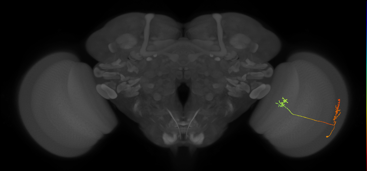 Tm33_R (MaleCNS:72296)