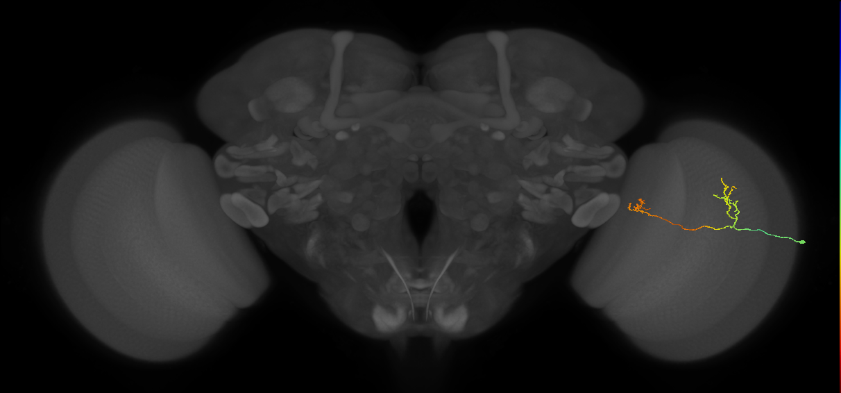 Tm33_R (MaleCNS:109715)