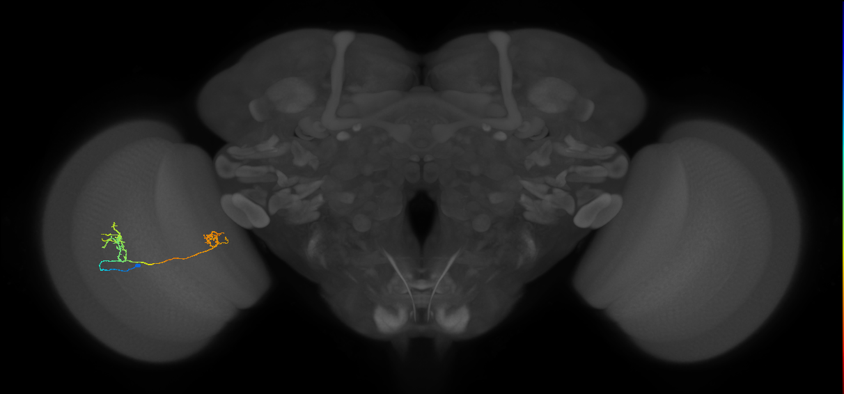 Tm33_L (MaleCNS:516155)