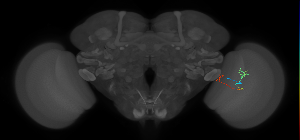 Tm33_R (MaleCNS:110247)