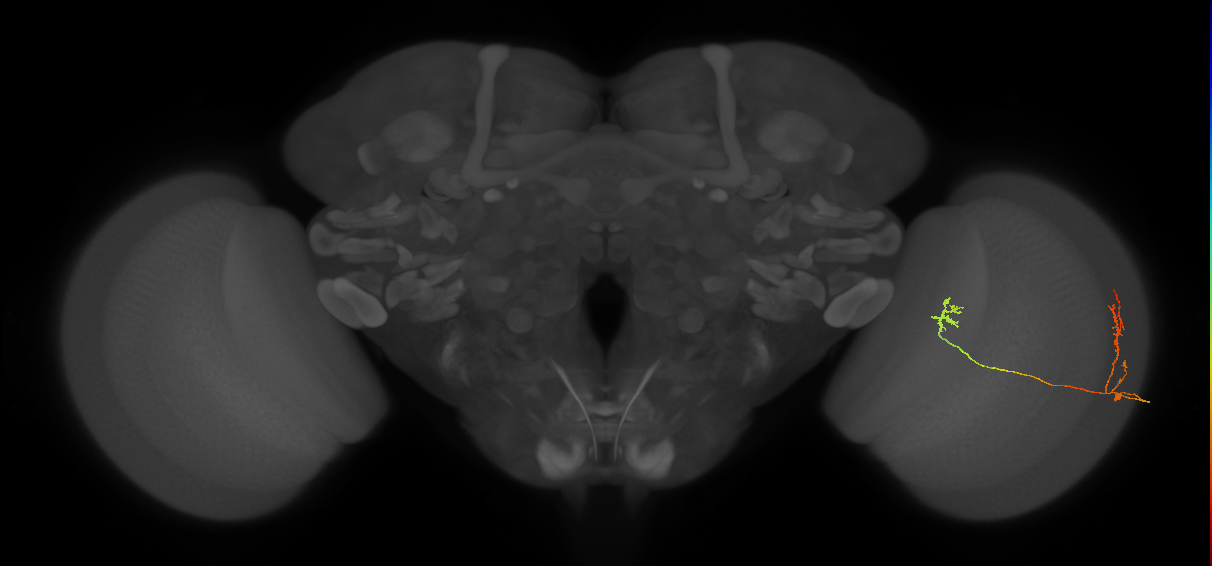 Tm33_R (MaleCNS:85768)