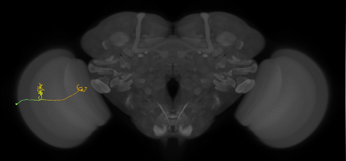 Tm33_L (MaleCNS:150098)
