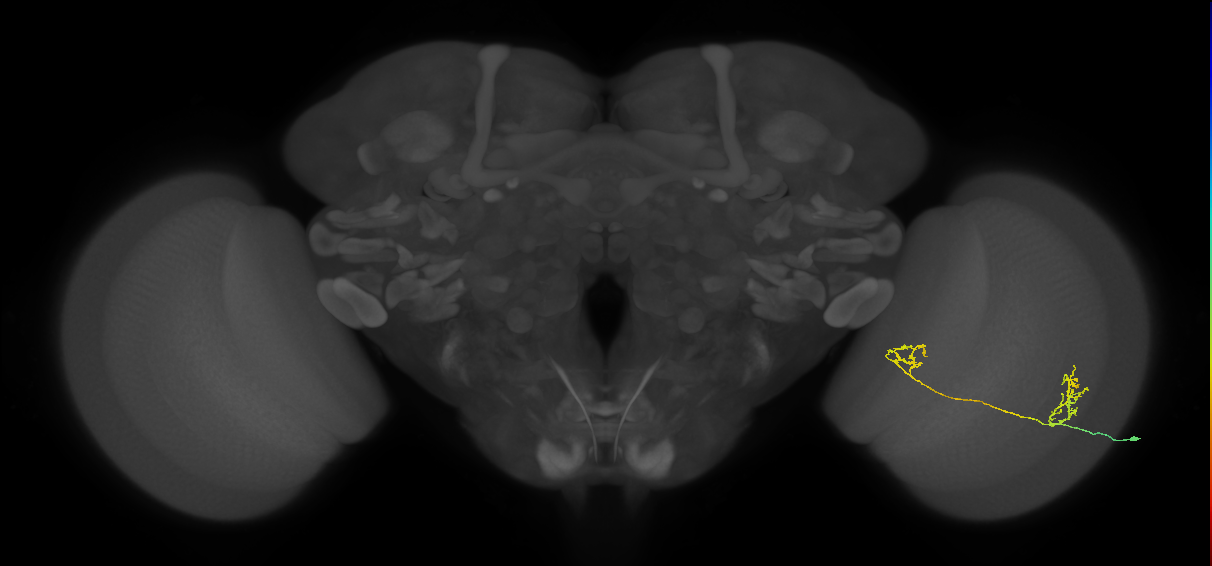 Tm33_R (MaleCNS:73403)