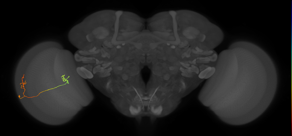 Tm33_L (MaleCNS:53564)