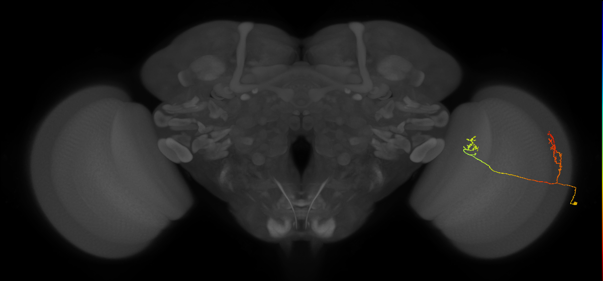 Tm33_R (MaleCNS:70856)