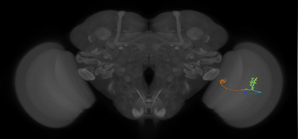 Tm33_R (MaleCNS:82587)
