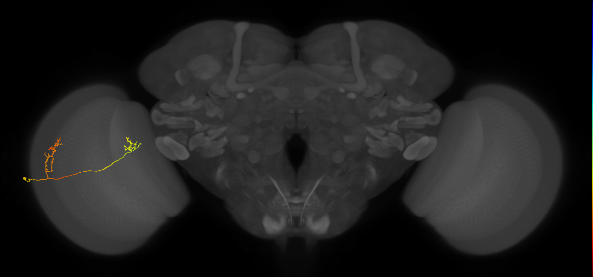 Tm33_L (MaleCNS:530024)