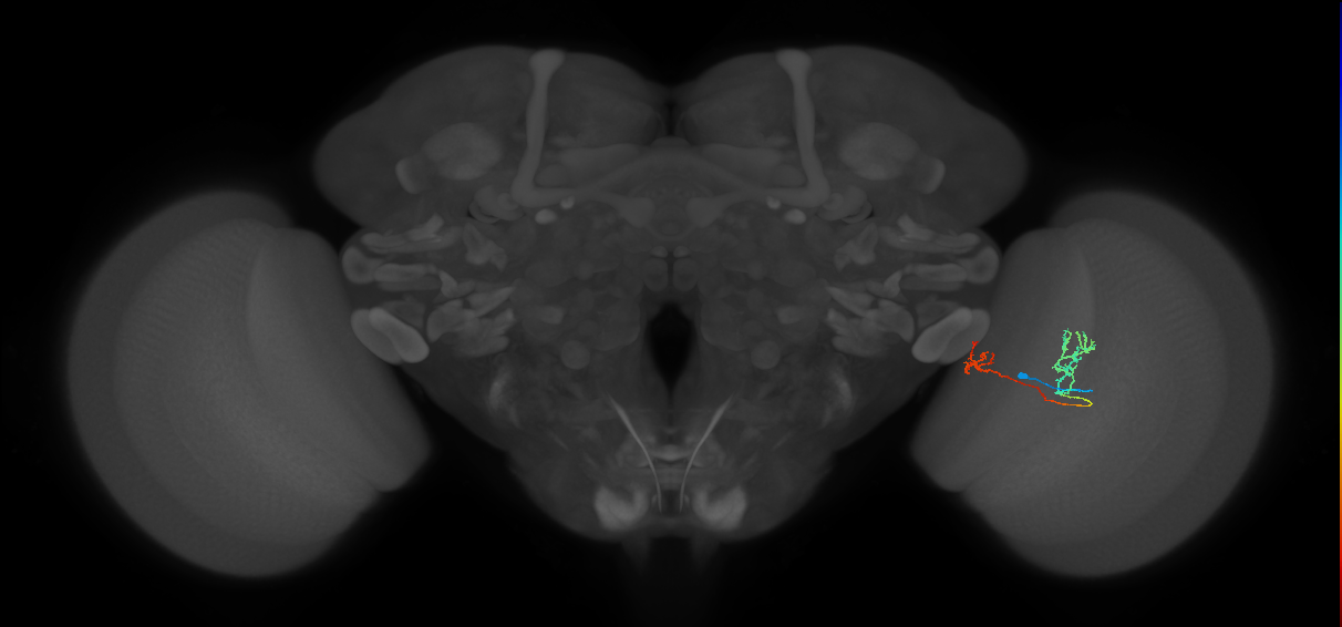 Tm33_R (MaleCNS:95395)
