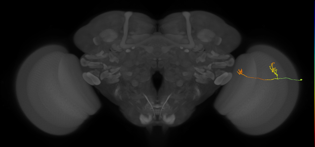 Tm33_R (MaleCNS:147088)