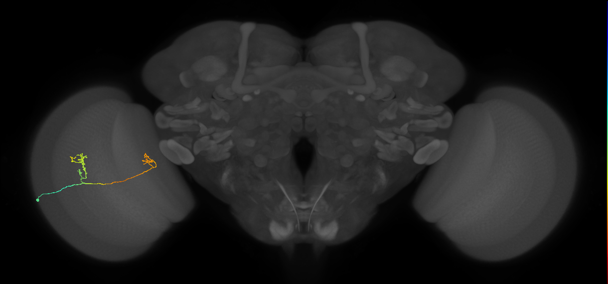 Tm33_L (MaleCNS:514818)