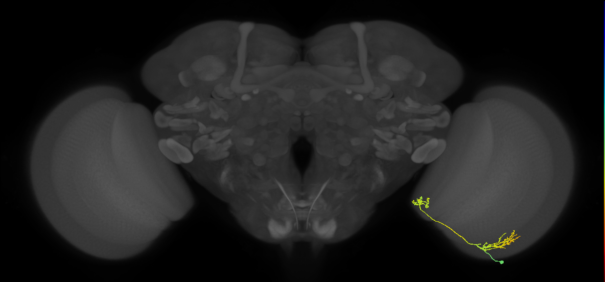 Tm33_R (MaleCNS:61667)