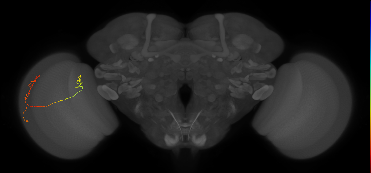 Tm33_L (MaleCNS:165141)